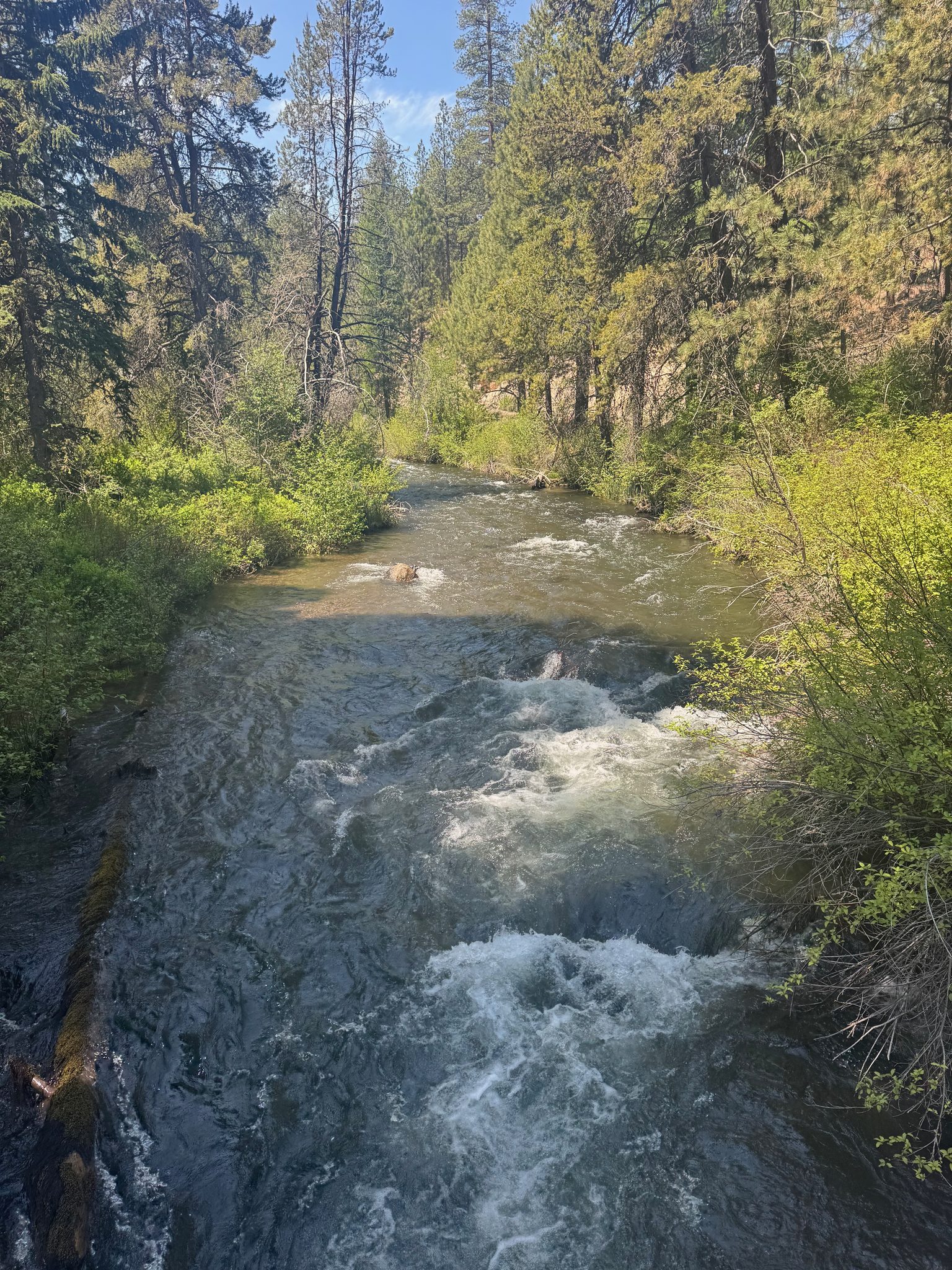 A snowmelt creek tumbling over a small cascade through pine forest