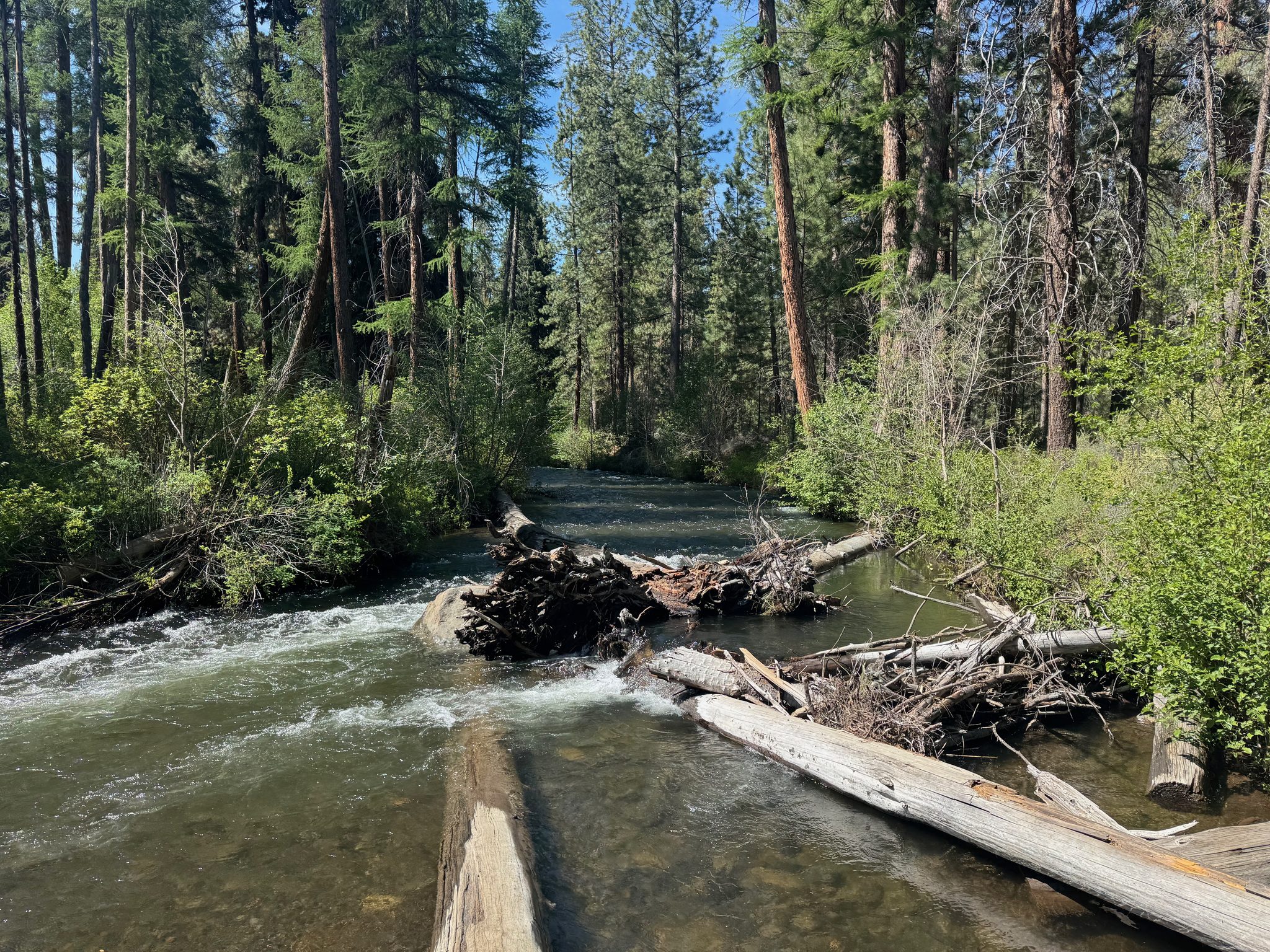 A forest creek splitting around a logjam, tall pines on both banks
