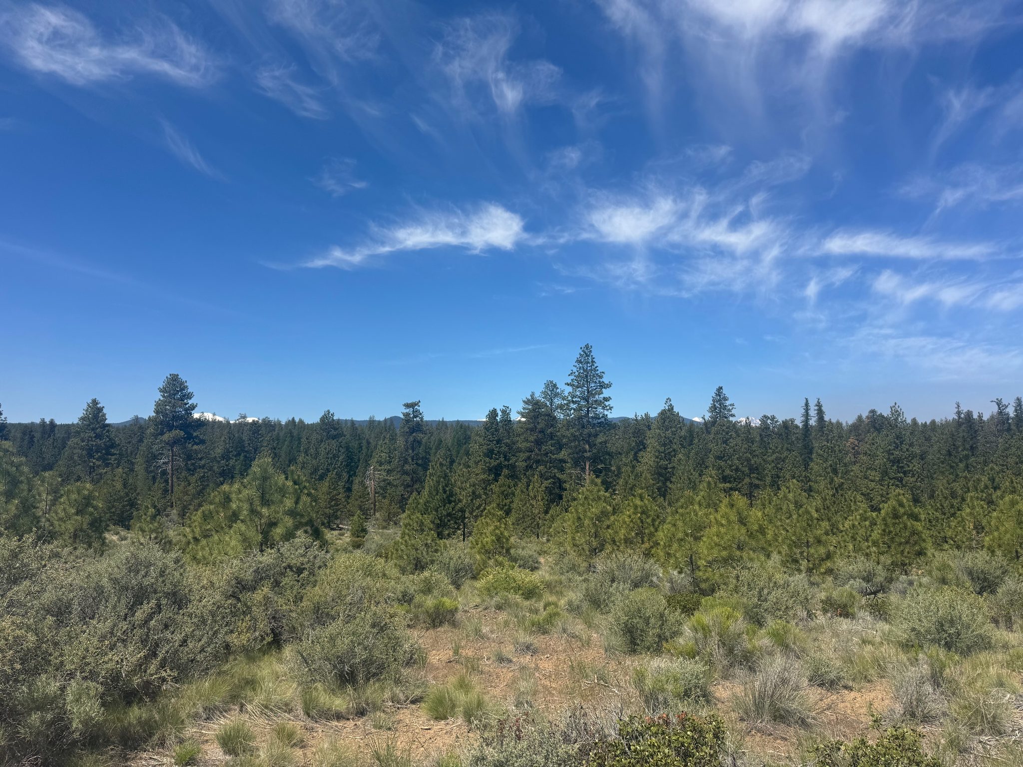 High-desert chaparral and pines under wispy cirrus clouds, a distant snow-capped peak on the horizon