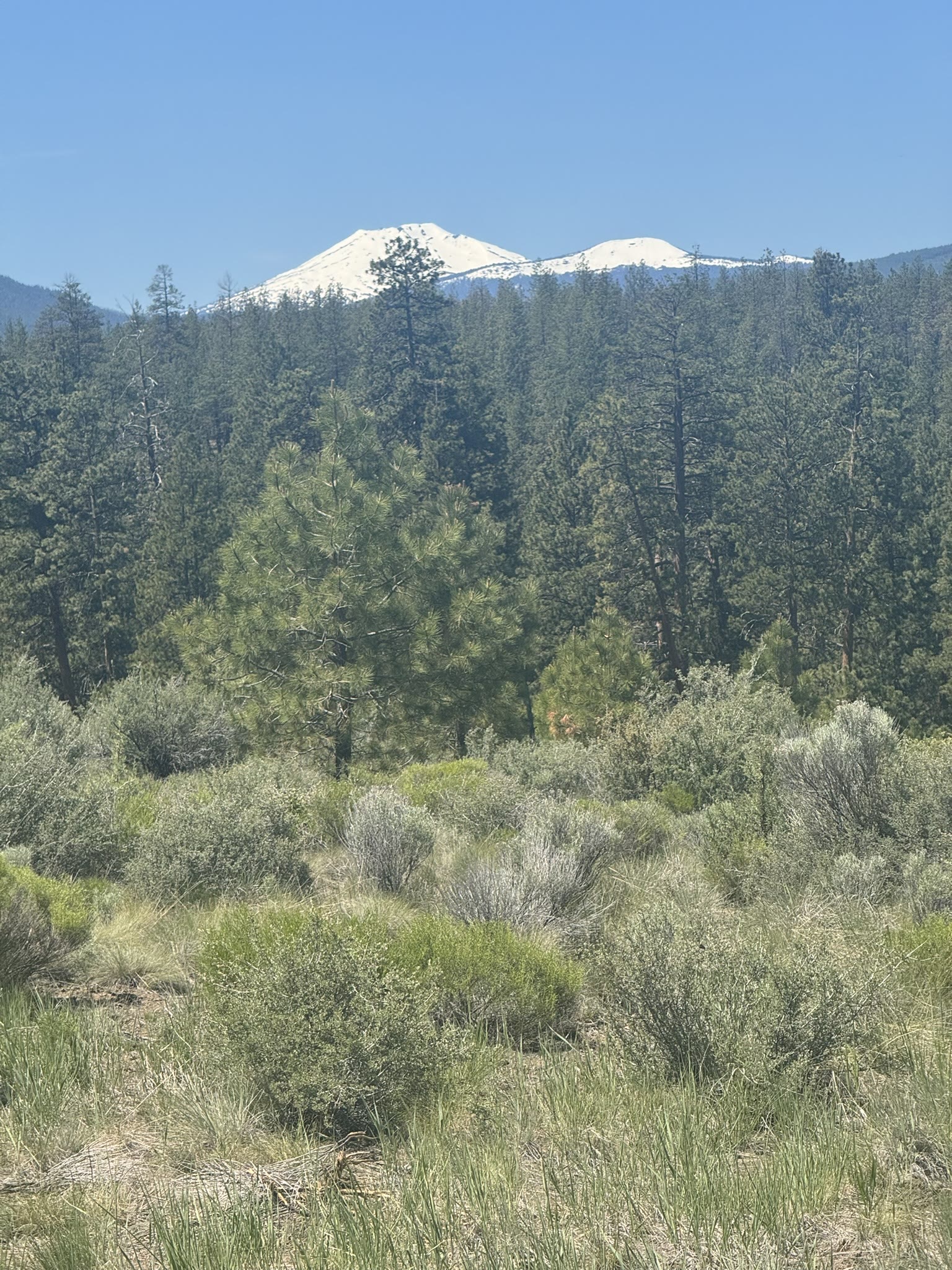 Bachelor's snowcap rising above a foreground of sagebrush and ponderosa