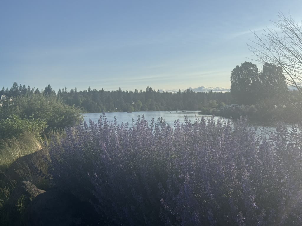 Late-afternoon view down the Deschutes River, lavender and grasses in the foreground