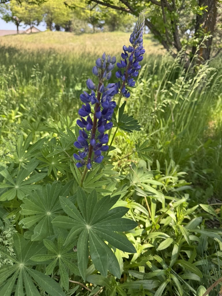 A single tall lupine in bloom, deep purple-blue flowers, broad palmate leaves