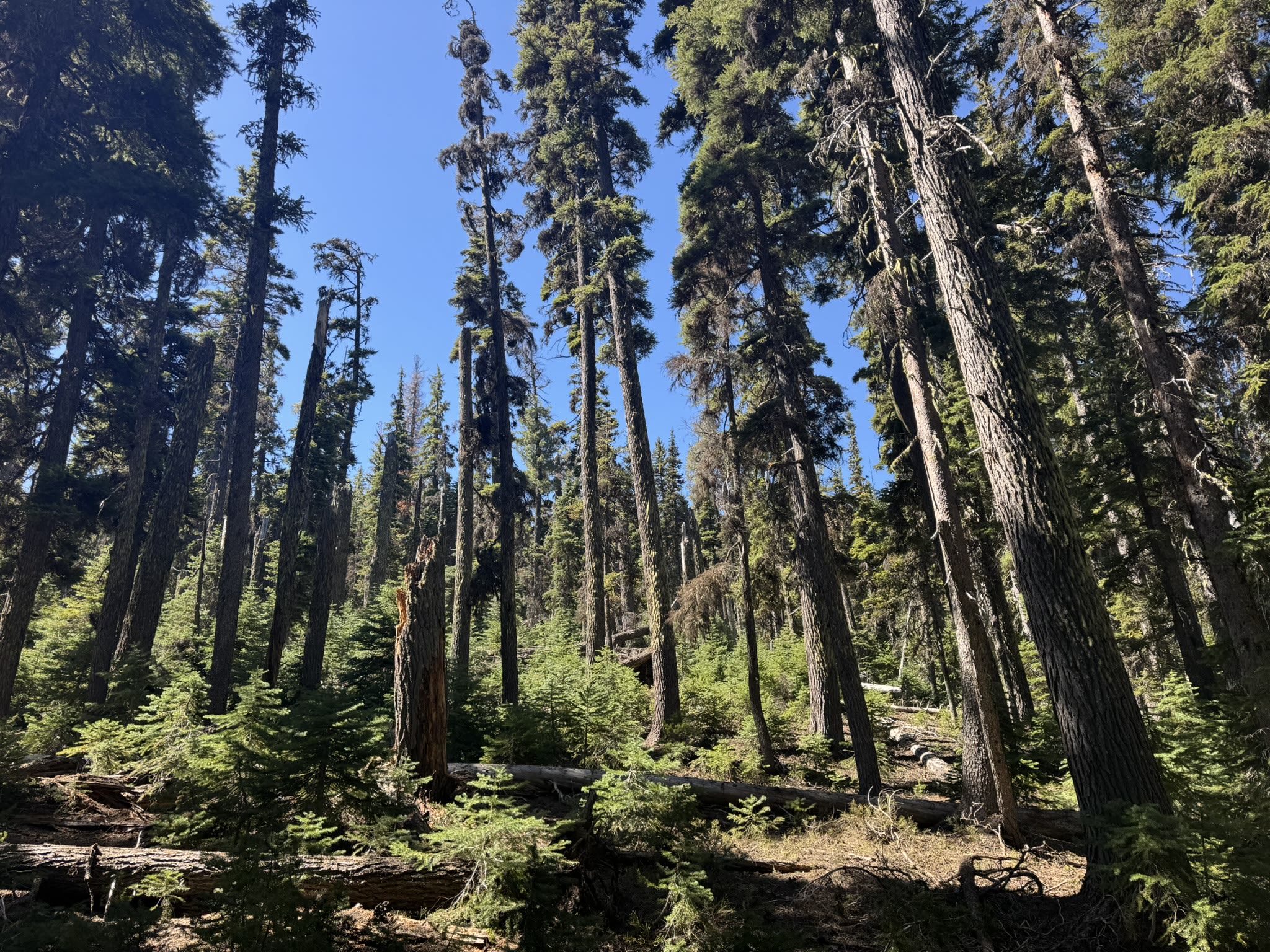 A tall ponderosa pine forest interior, sunlight through the canopy