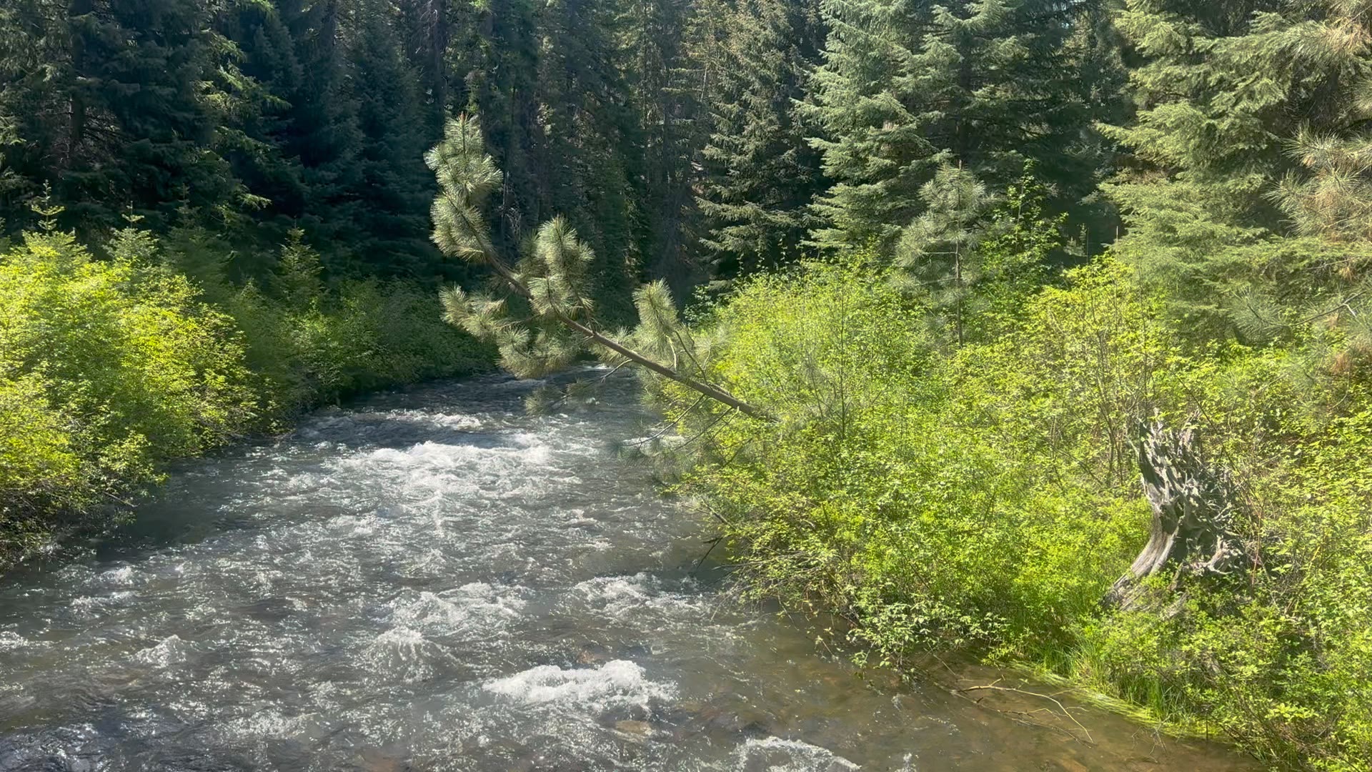 Tumalo Creek bending through a stretch of meadow and pines