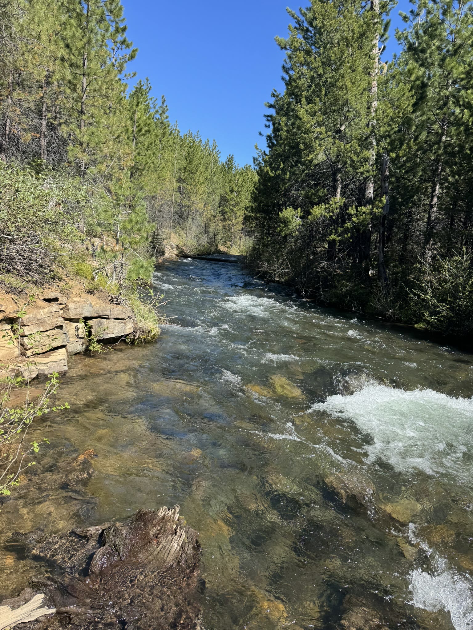 Tumalo Creek running clear over a rocky bed, dense conifers on both banks