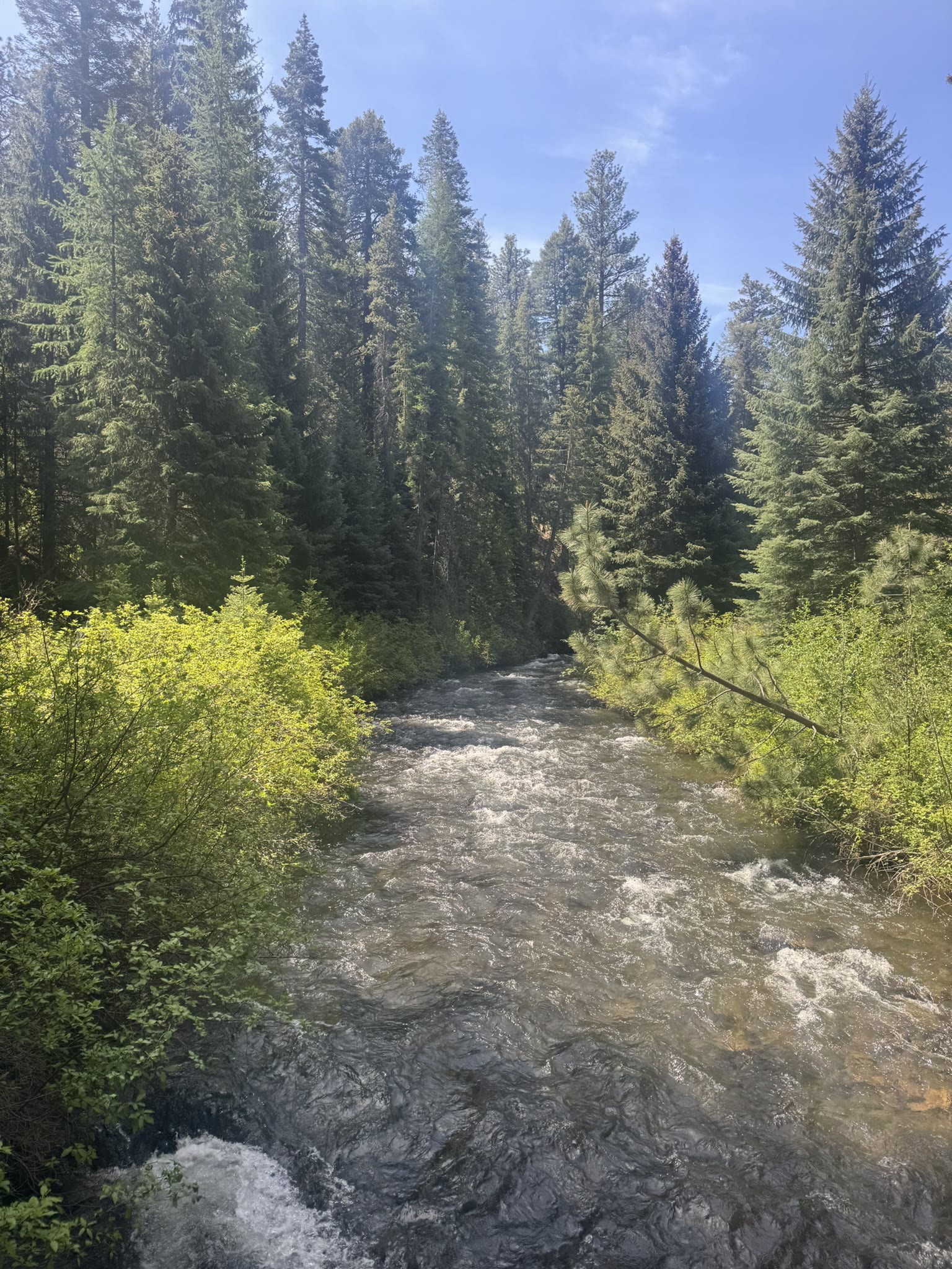 A broader, calmer stretch of the creek through tall pines