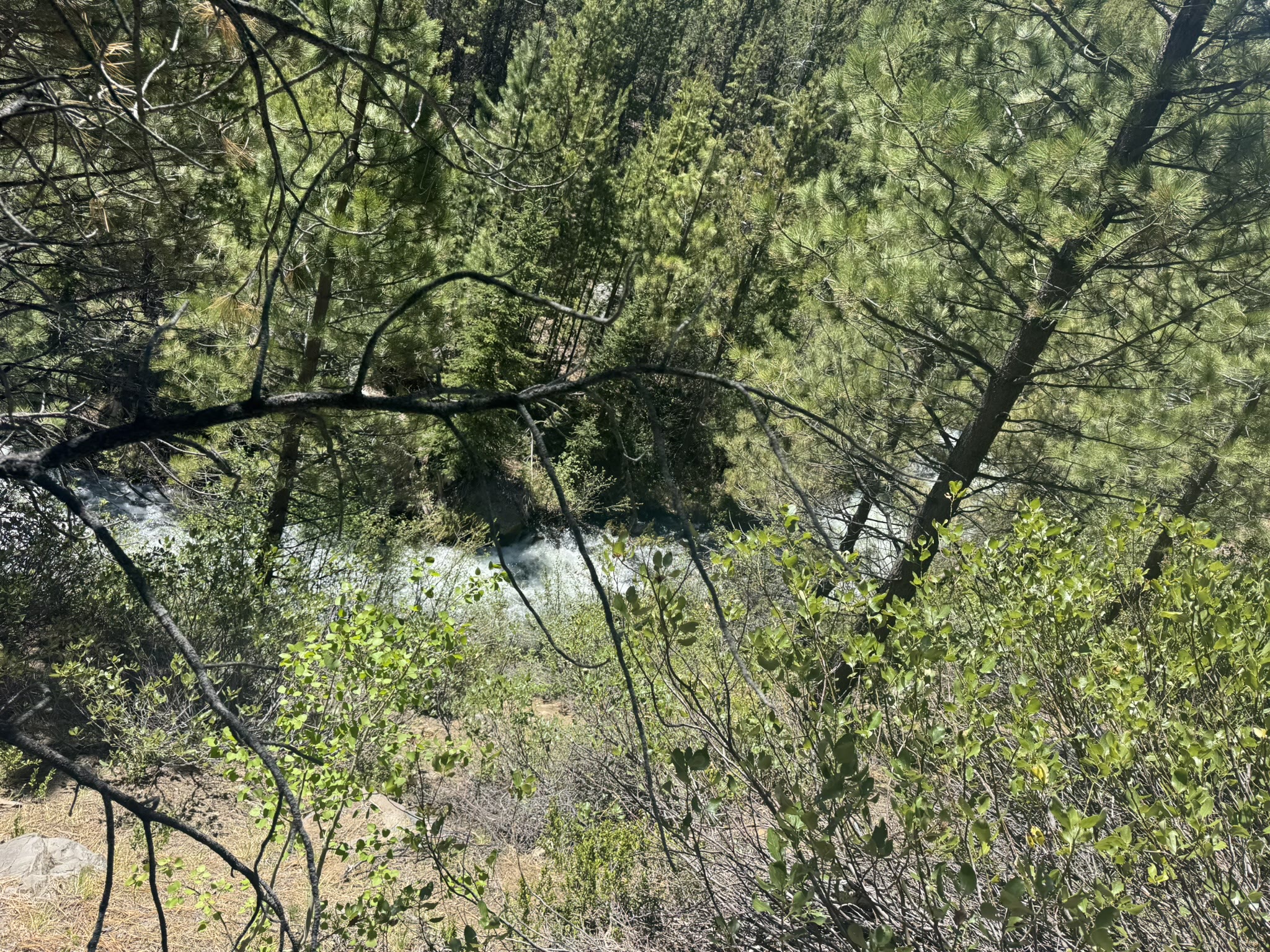 Tumalo Creek seen through pine branches, dappled sun on the water