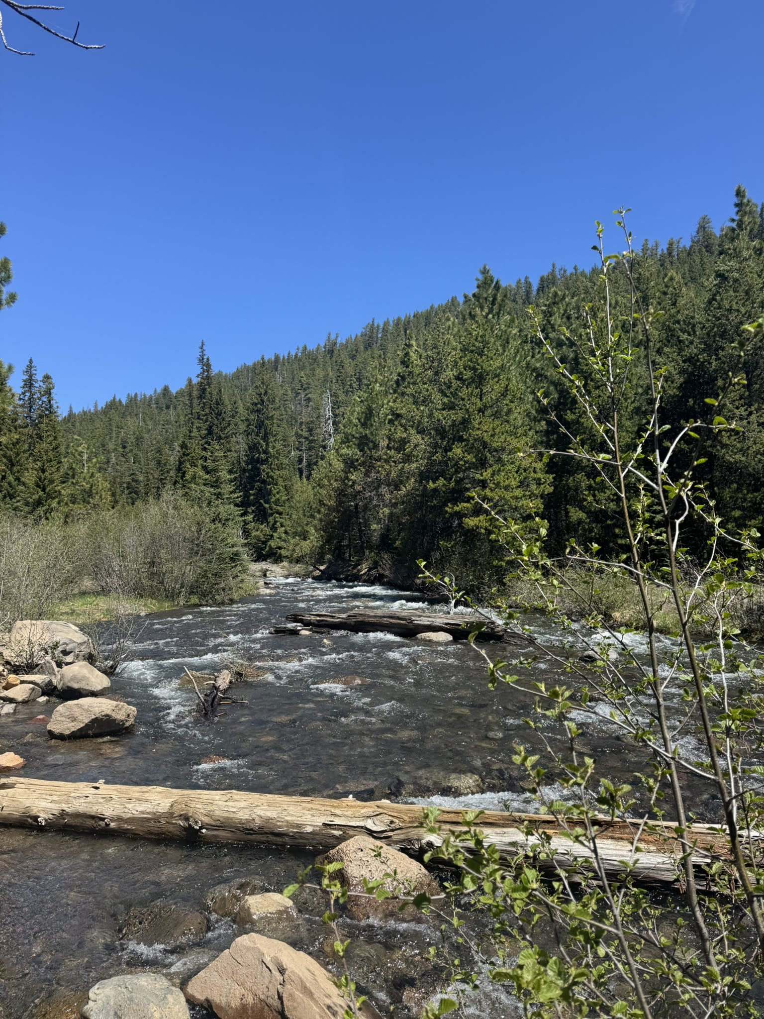 A calmer pool on Tumalo Creek with sunken logs and clear water