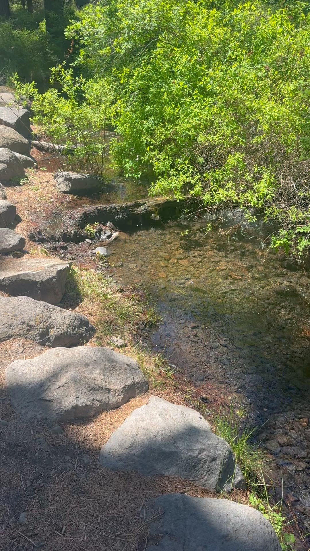A boulder-rimmed shallow pool on Tumalo Creek, alder leaves above