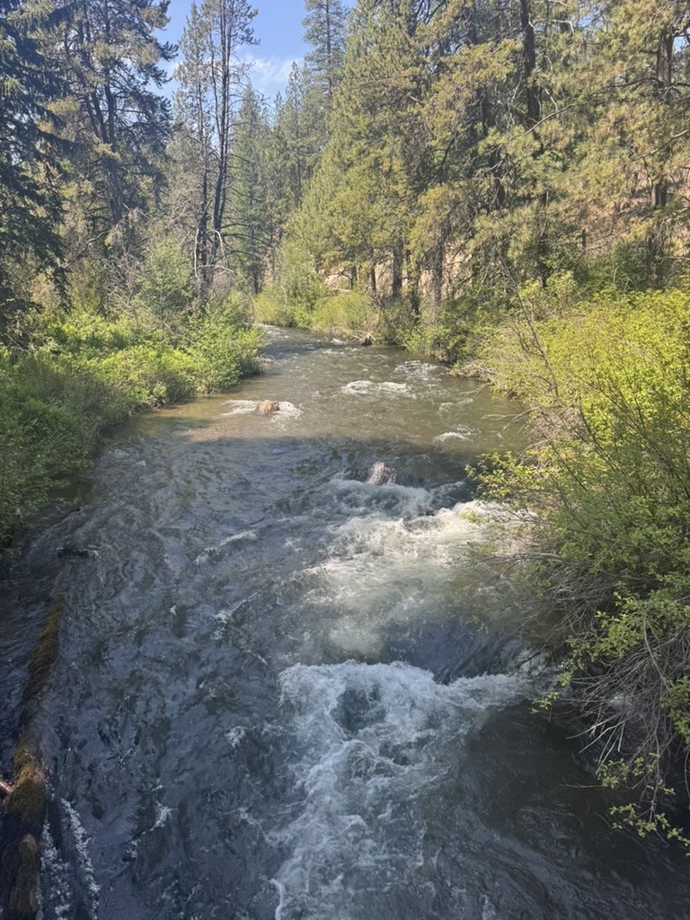 Tumalo Creek rapids with logs and rocks, framed by tall pines