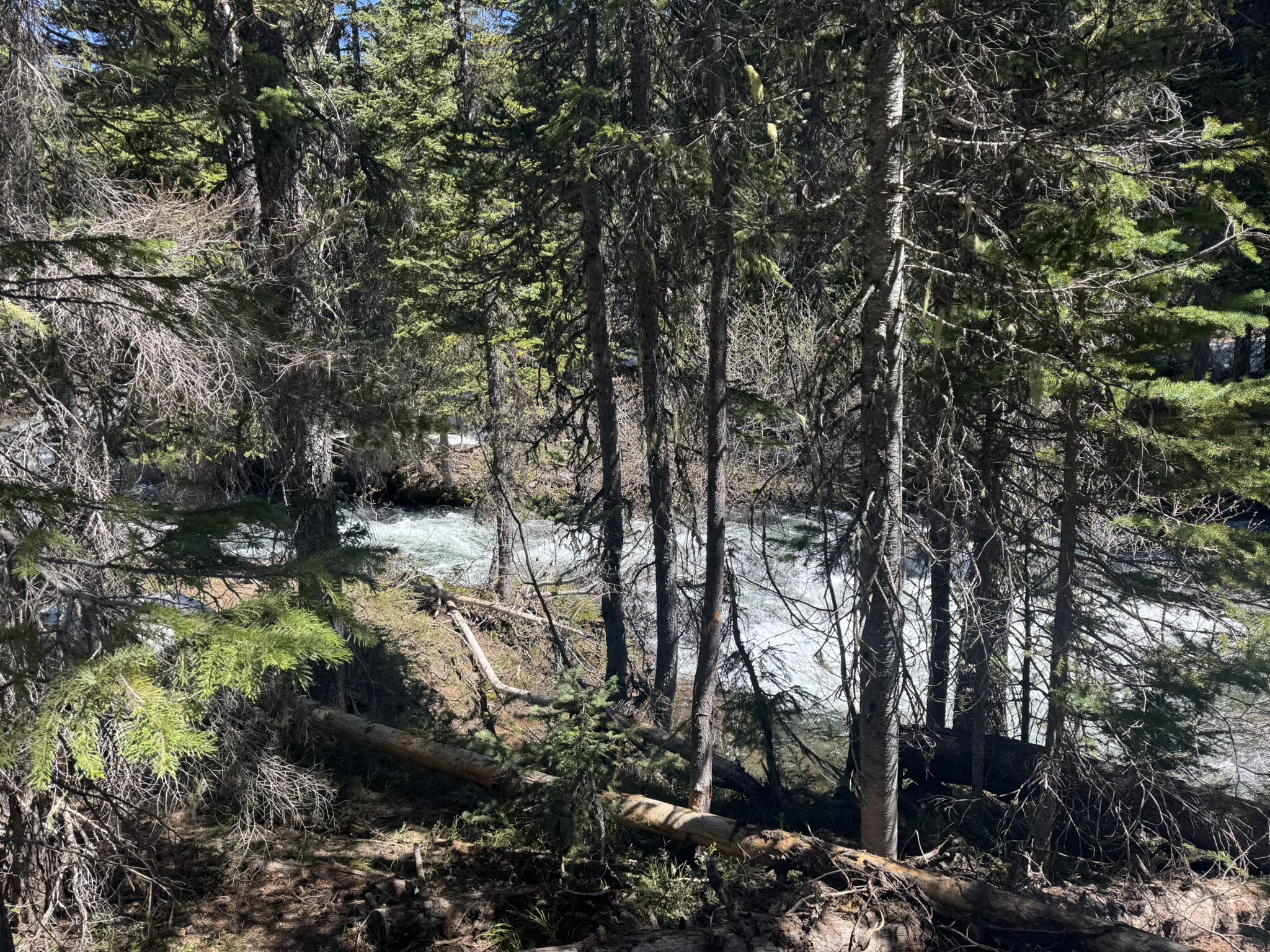 Tumalo Creek glimpsed through tall conifers, rapids visible in the gap