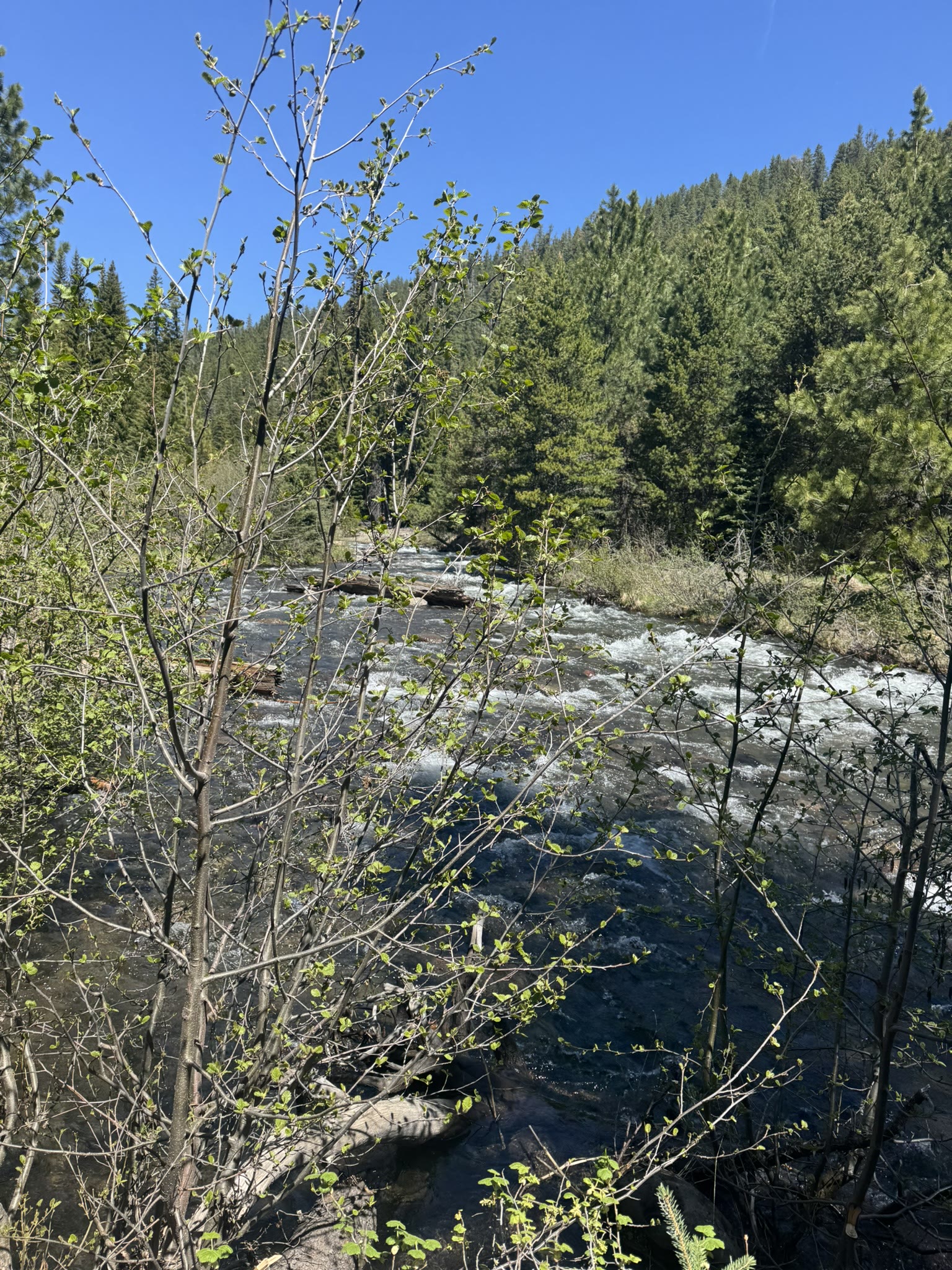 Upper Tumalo Creek rapids framed by riparian shrubs and tall pines