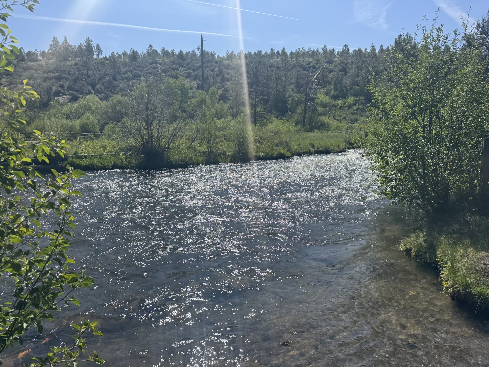 Wider stretch of Tumalo Creek with sun glaring on the surface, banks lined with pines