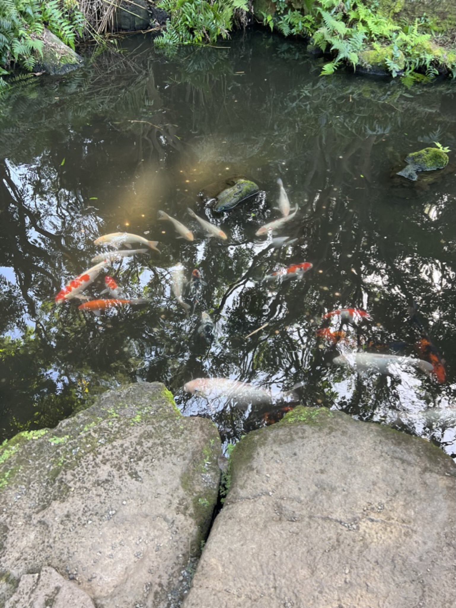 A pond crowded with koi — orange, white, and gold fish swarming around a rocky edge