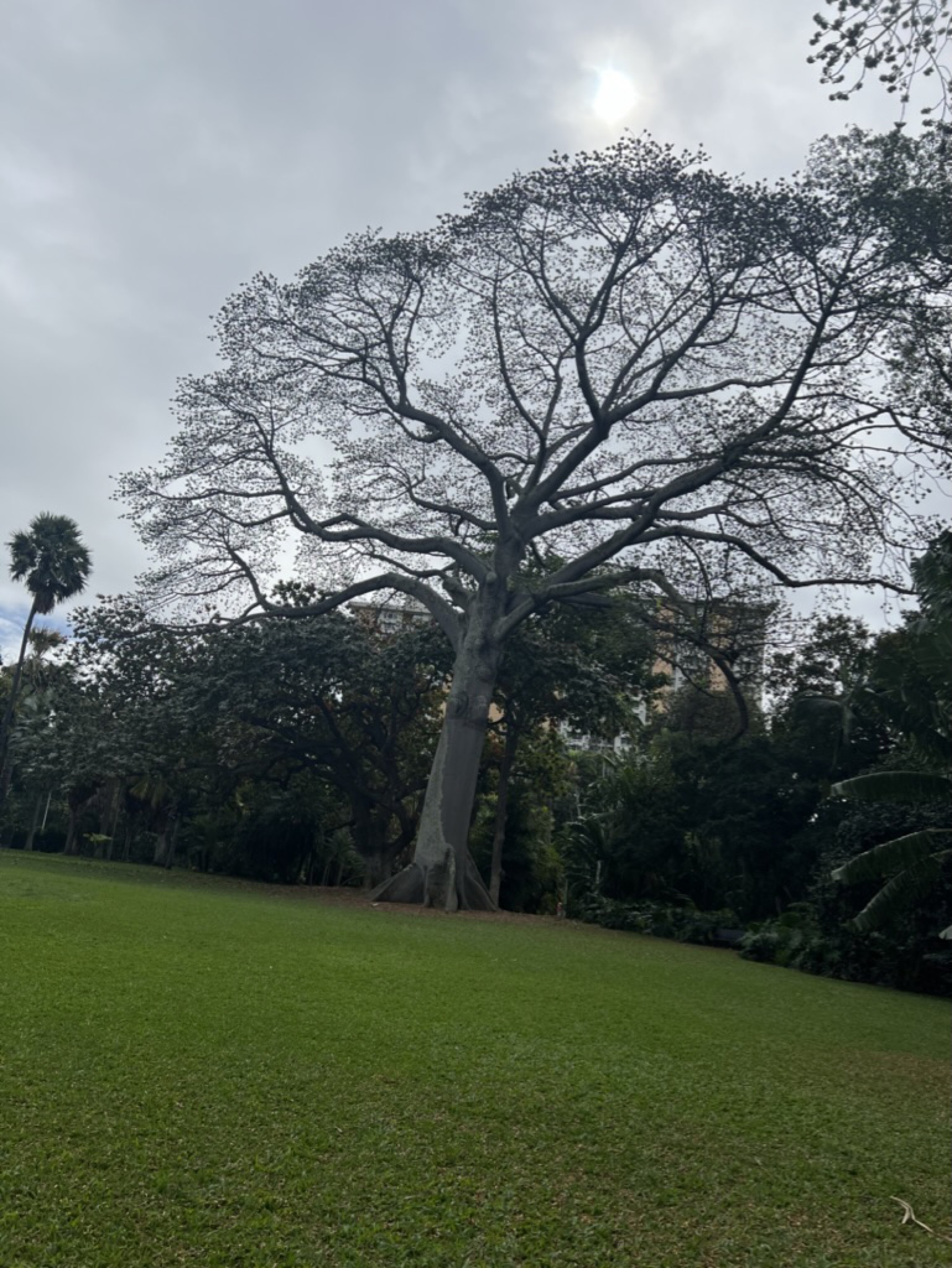 A massive bare-branched kapok tree with pale grey bark, dwarfing the lawn around it, with city buildings visible through the foliage behind