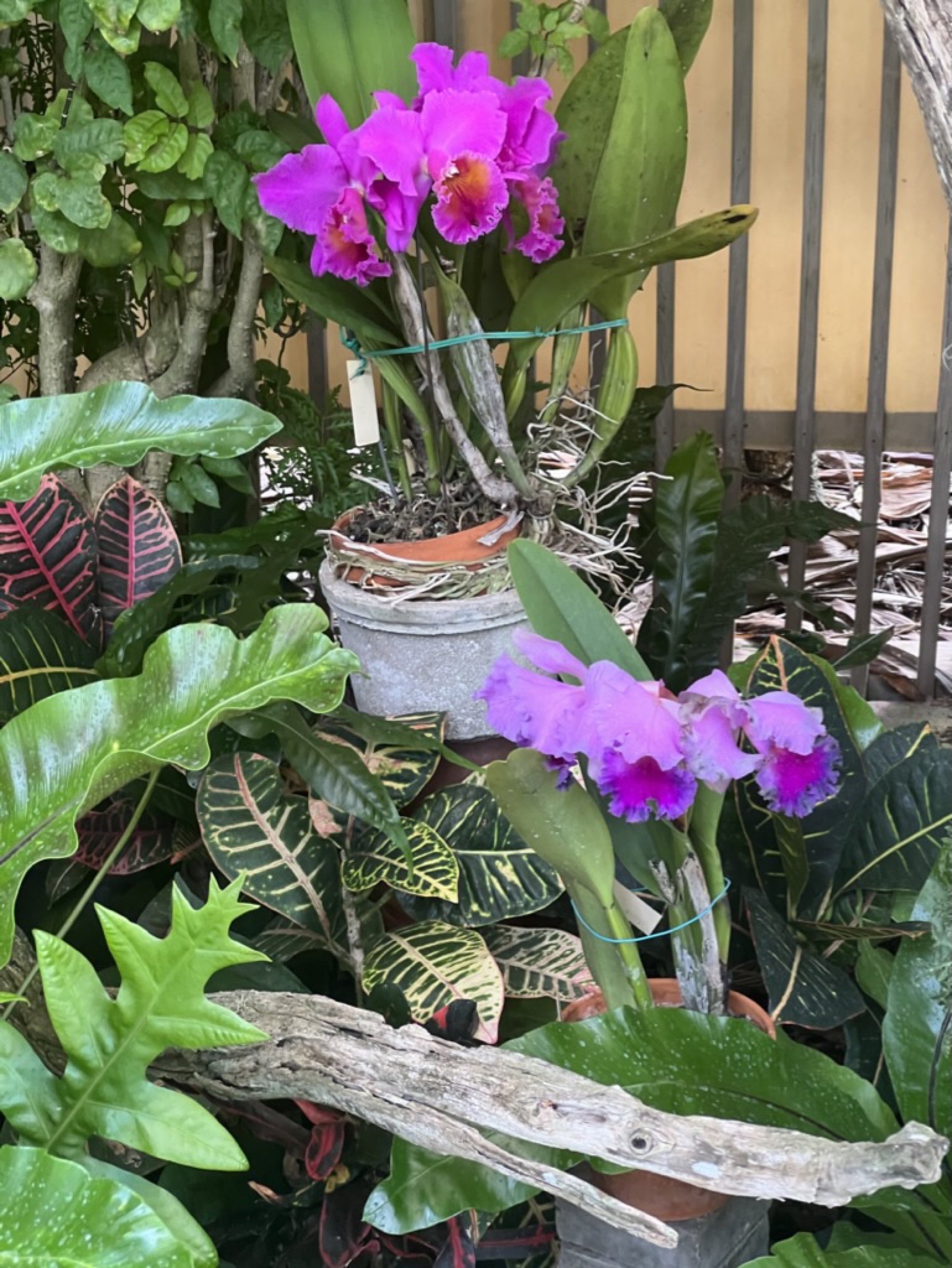 Bright magenta orchids in the orchid section of the garden, surrounded by tropical croton leaves