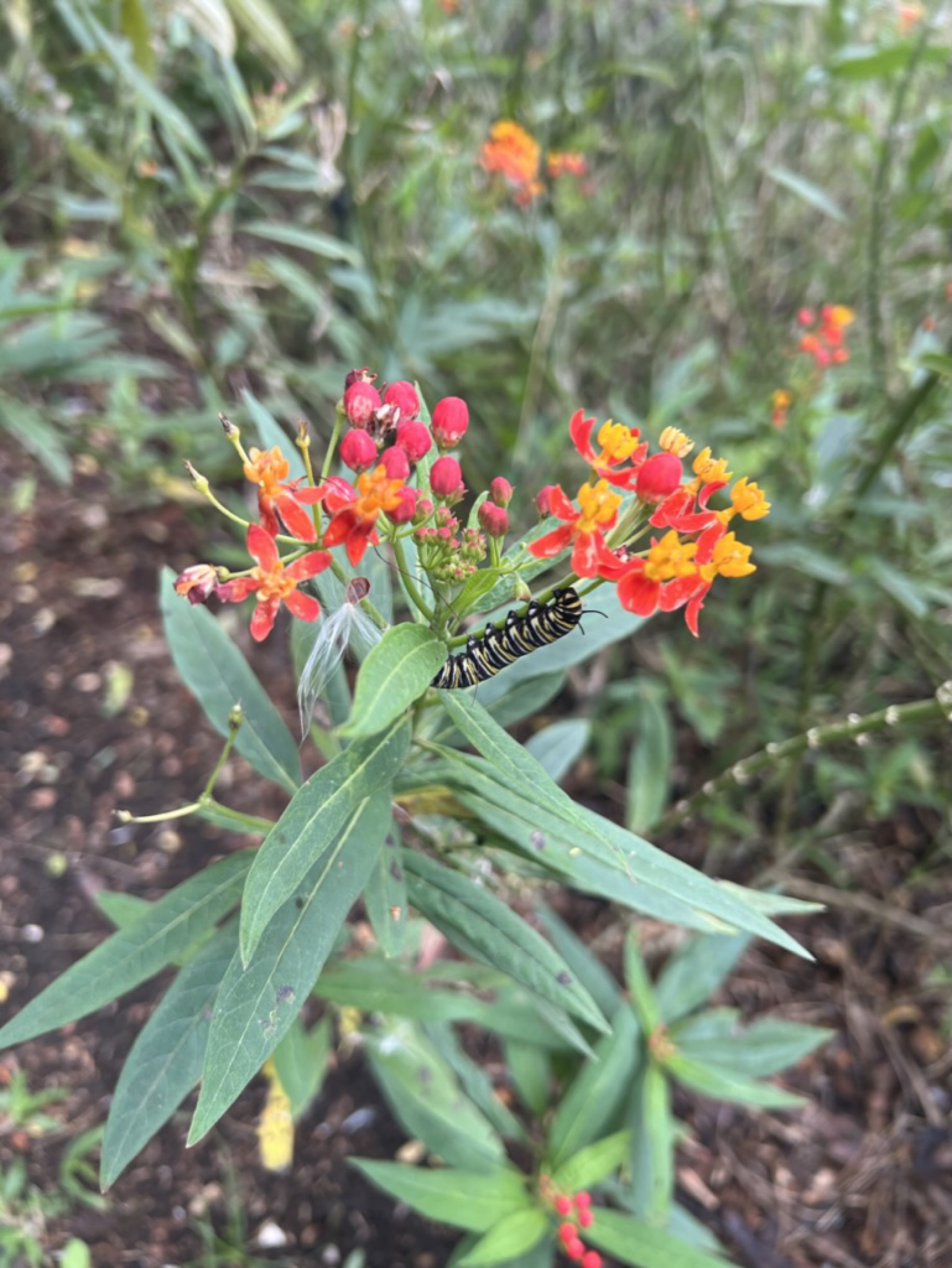 A monarch caterpillar on a sprig of milkweed with red and orange blossoms