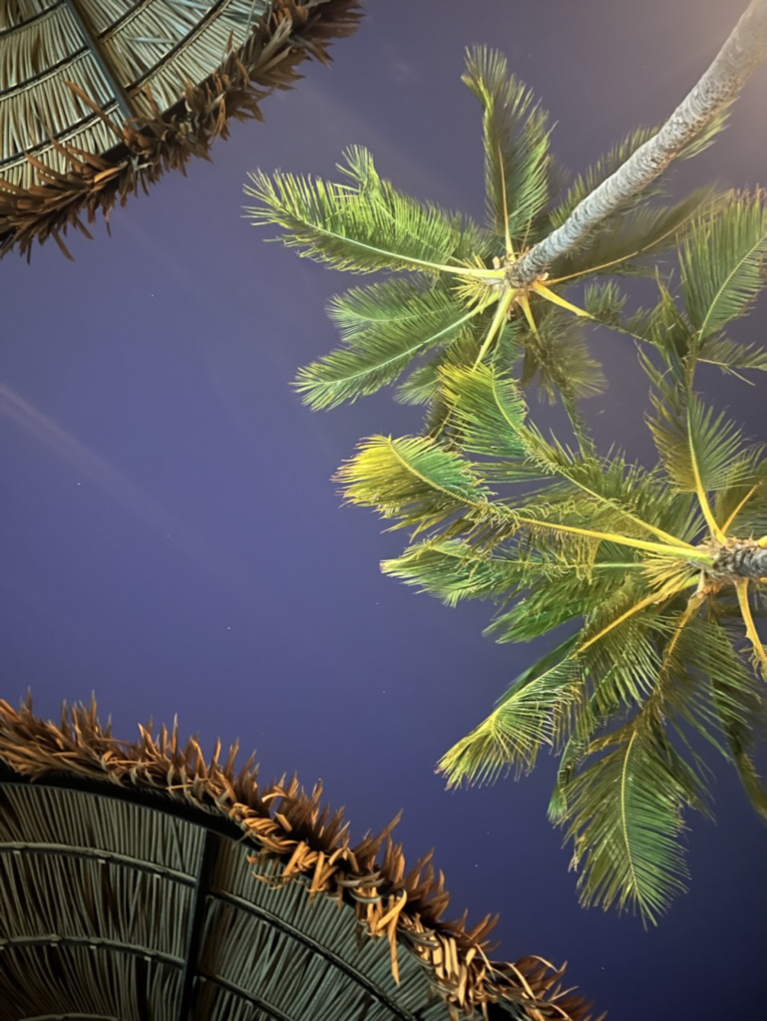 Looking straight up at a palm canopy lit from below at night, with a thatched umbrella in the corner of the frame