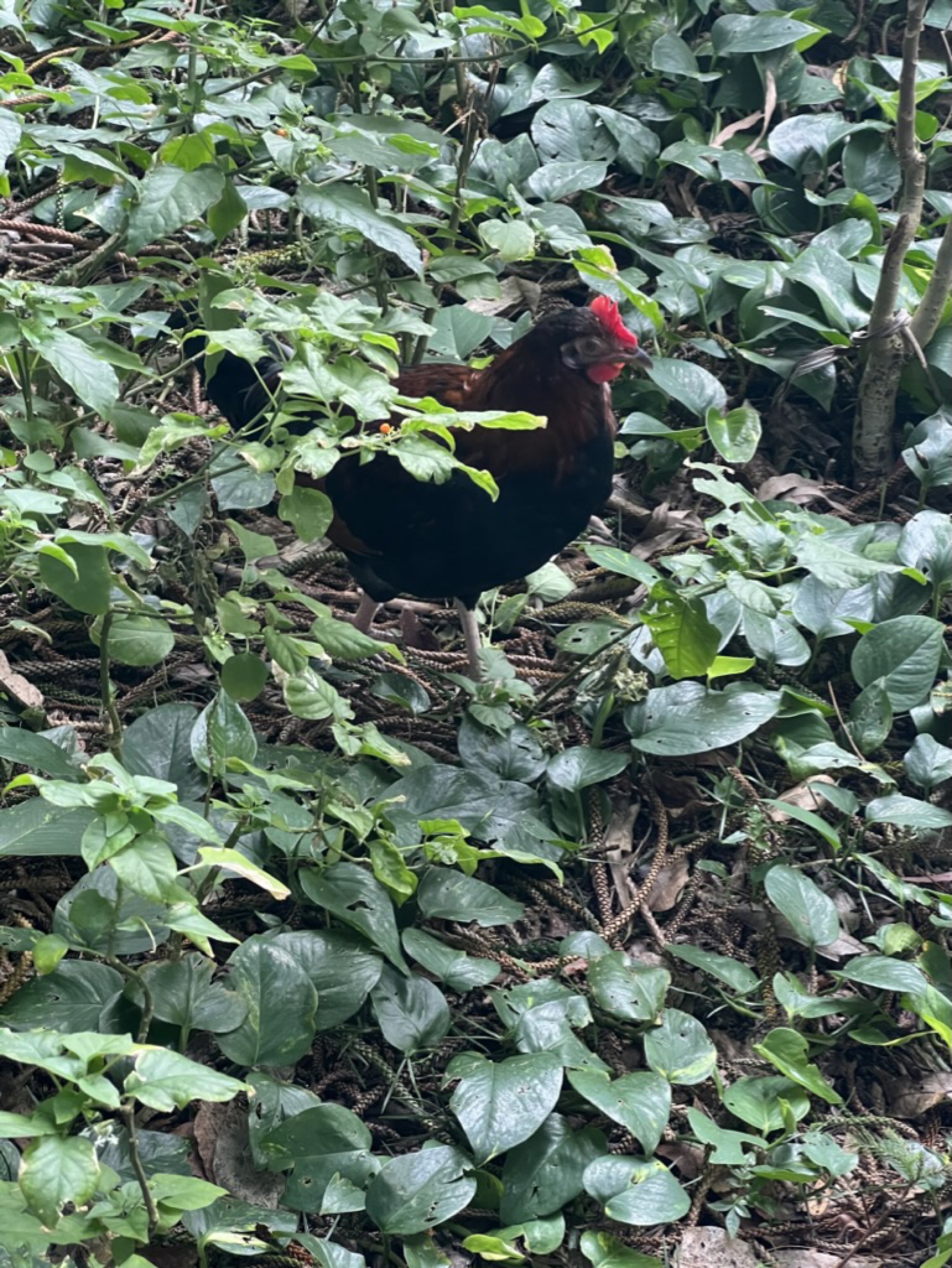 A wild rooster — black body, dark green tail feathers, red comb — standing in a thicket of green leaves on the hillside
