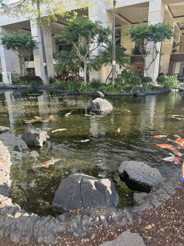 The Marriott Ko Olina lobby koi pond — orange and white fish moving between black volcanic rocks, palms and the open-air lobby visible in the soft background