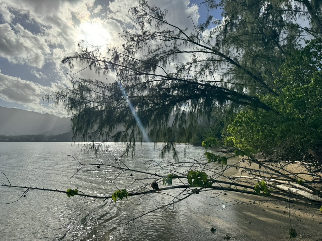 The same ironwood tree from a different angle — vertical sun rays piercing the cloud deck onto the bay water