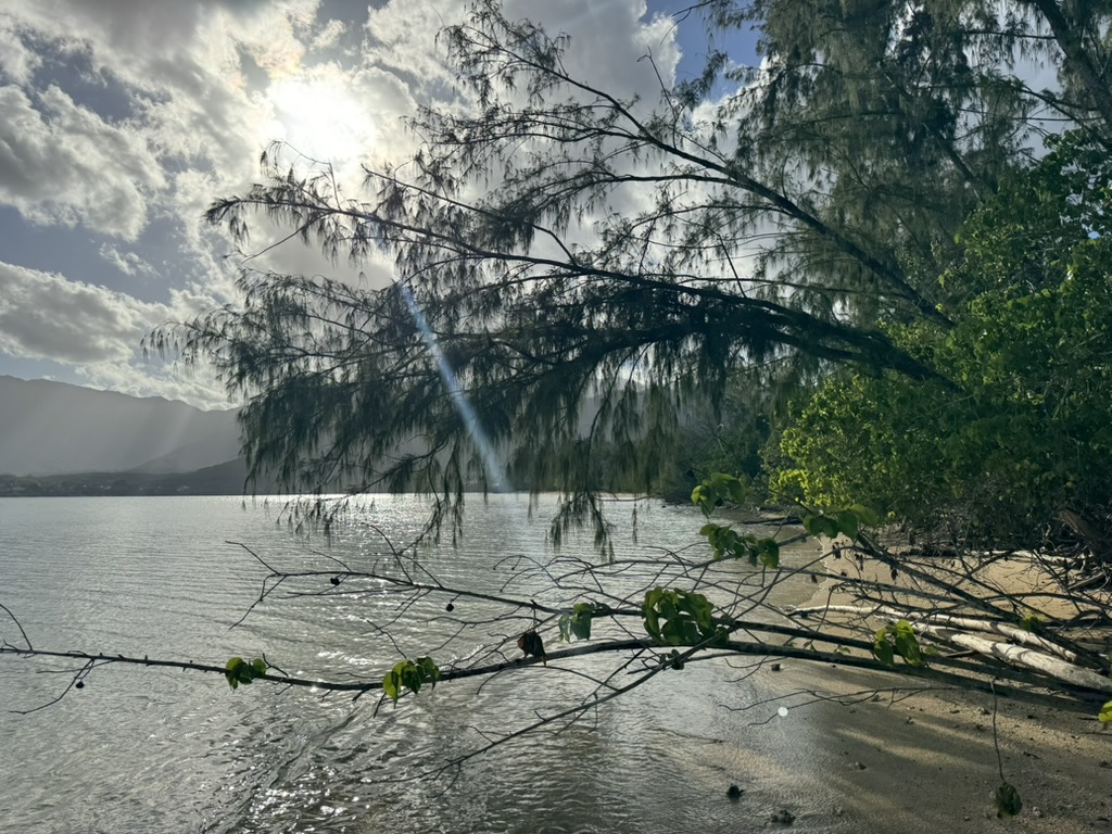 A casuarina (ironwood) tree leaning out over a calm windward bay, sun behind it filtering through the needles