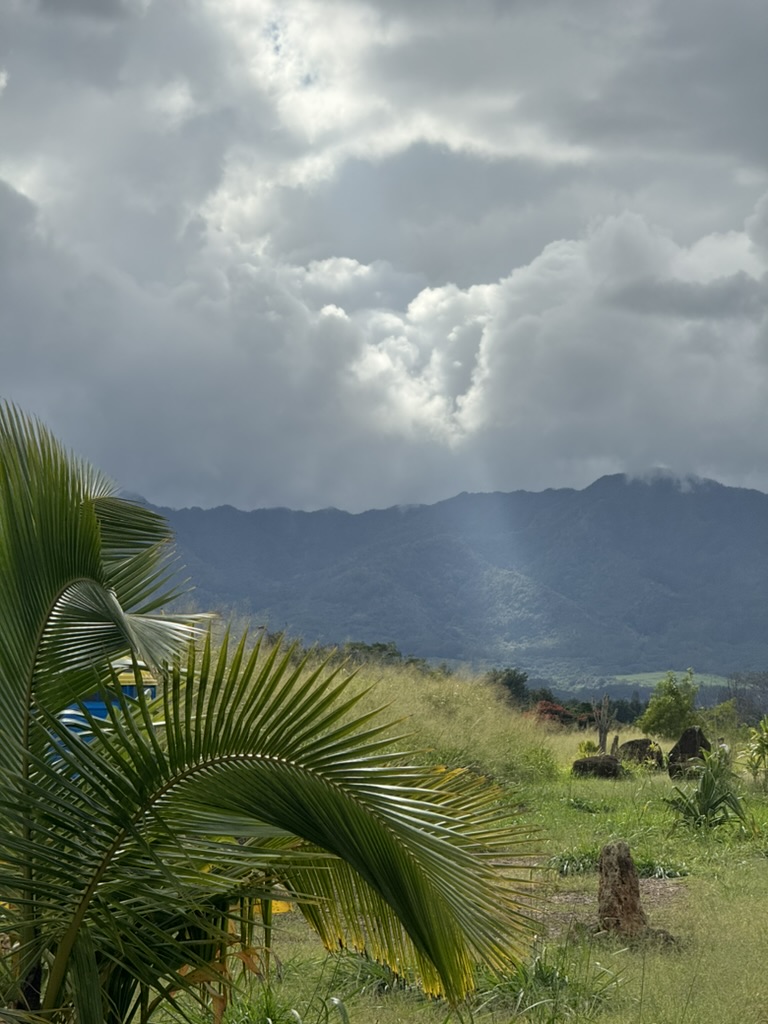 Two coconut palms in a green meadow with the Koʻolau range under heavy overcast behind