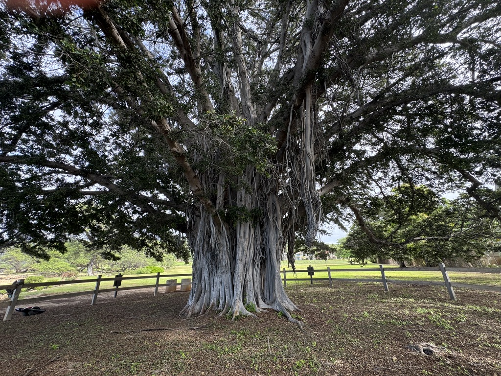 A massive banyan tree with a wall of aerial roots