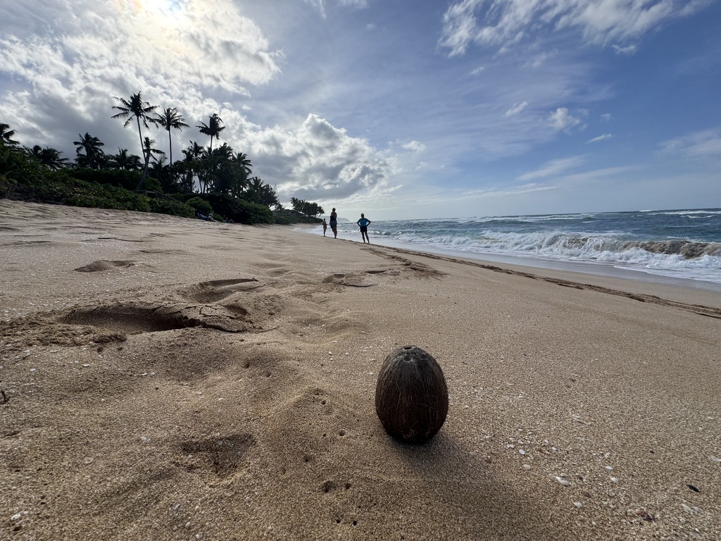Coconut on the sand with people walking the shoreline in the distance