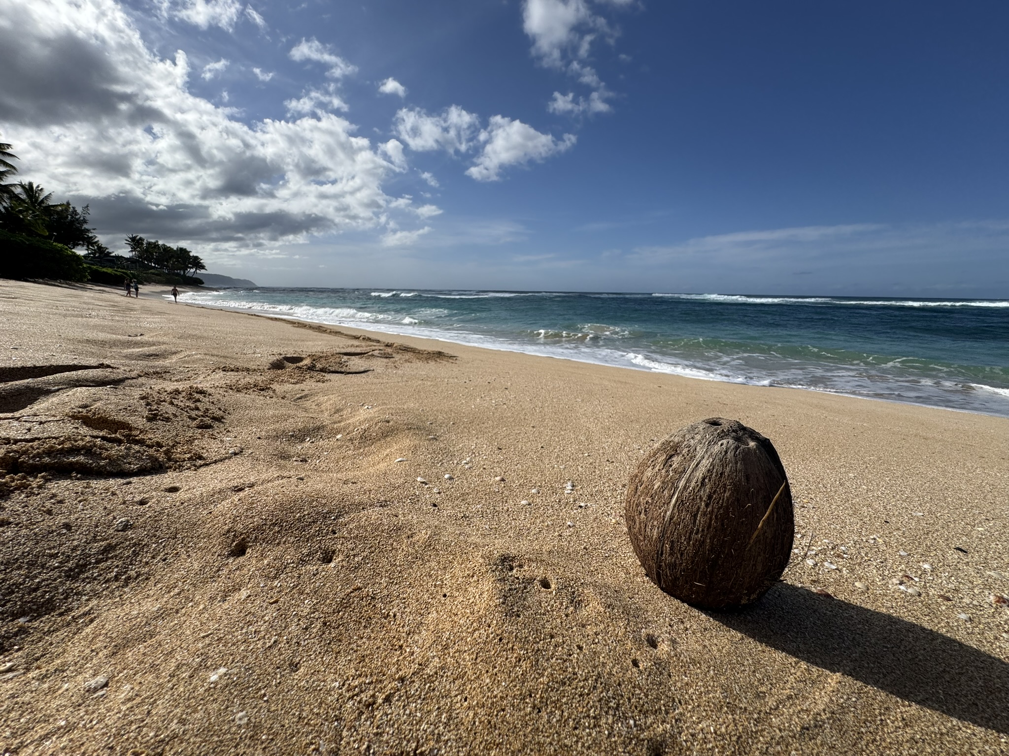 A coconut on the sand, sunny day with surf rolling in