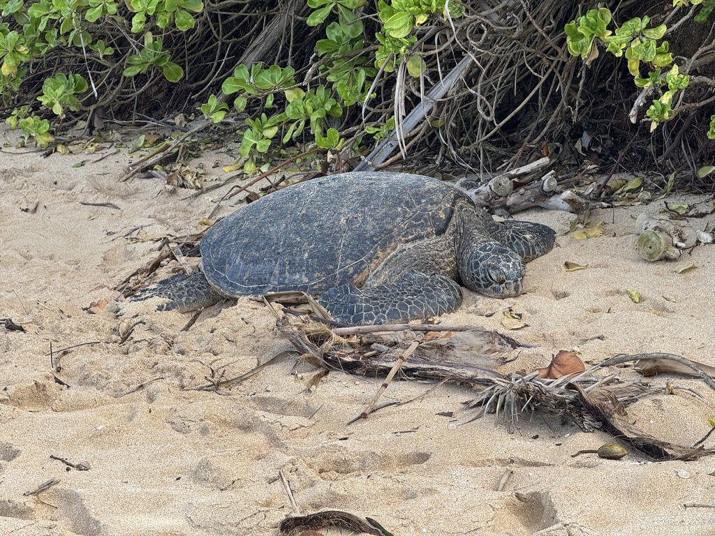 A green sea turtle resting on the beach