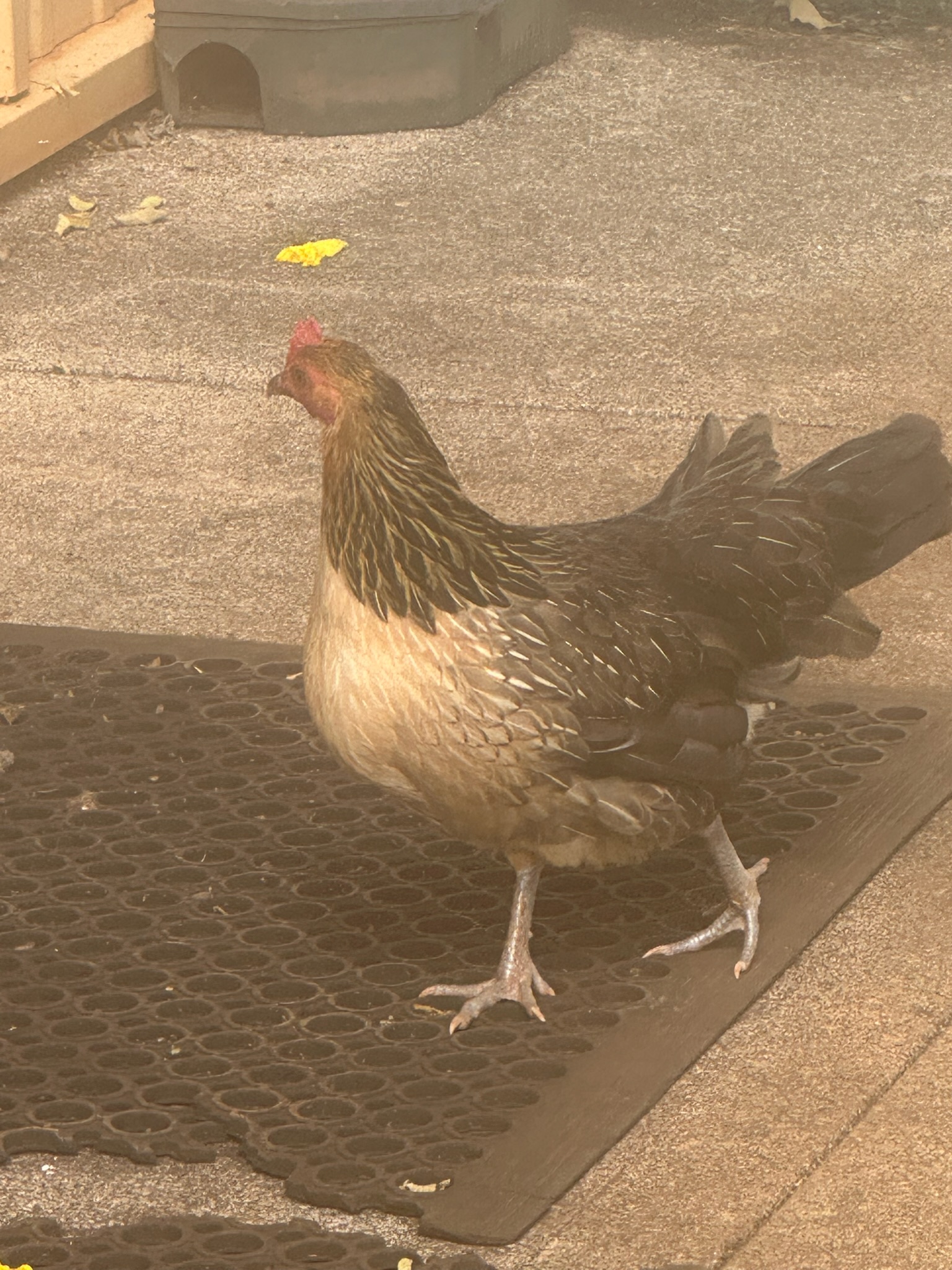 A wild Hawaiian chicken standing on a rubber doormat outside a building