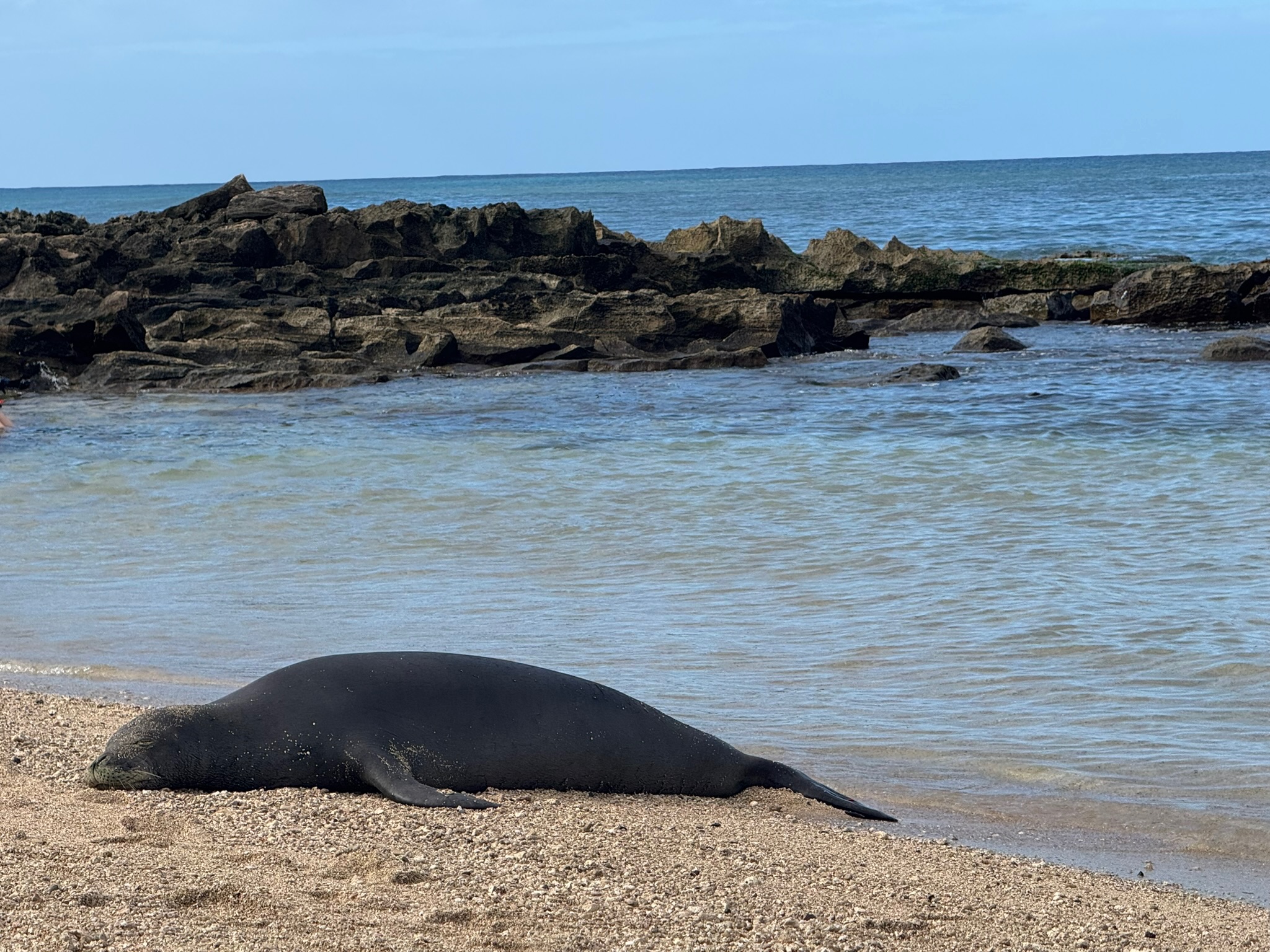 The same monk seal from the waterline side, rocky reef behind it