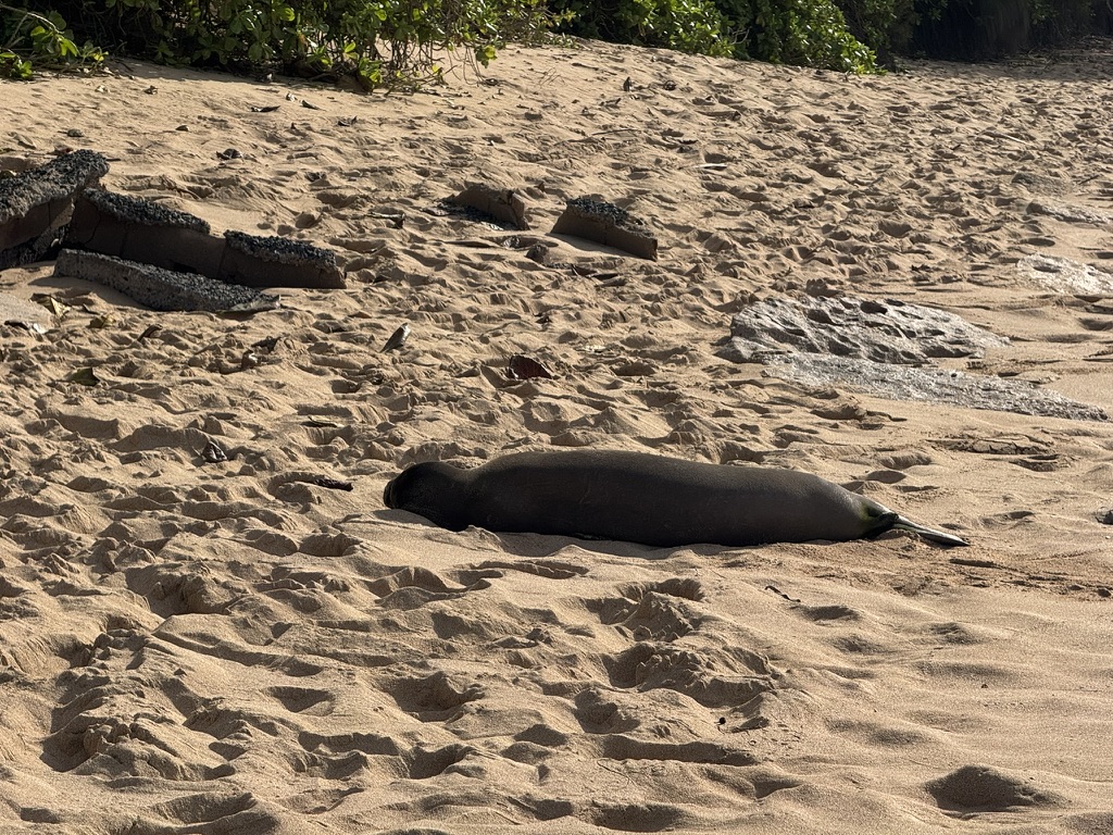 A Hawaiian monk seal sleeping on the sand