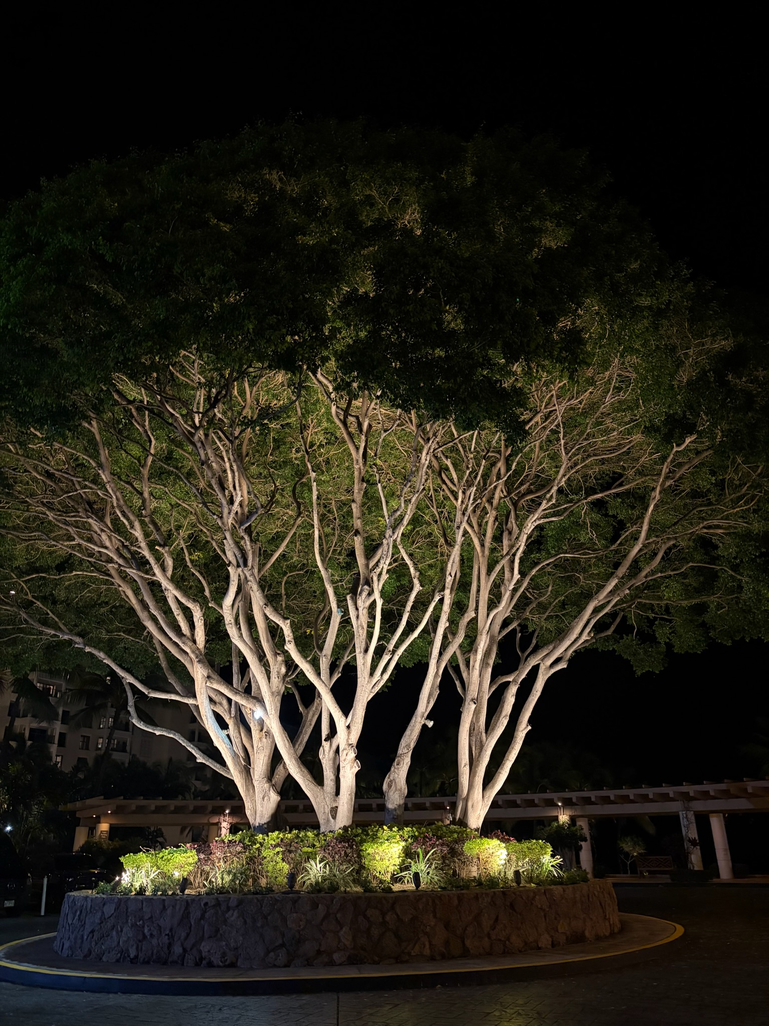 A large monkeypod tree at night, uplit, branches spreading wide above the resort grounds