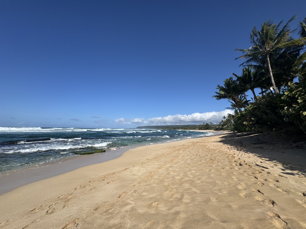 Empty stretch of North Shore beach, palms on the right