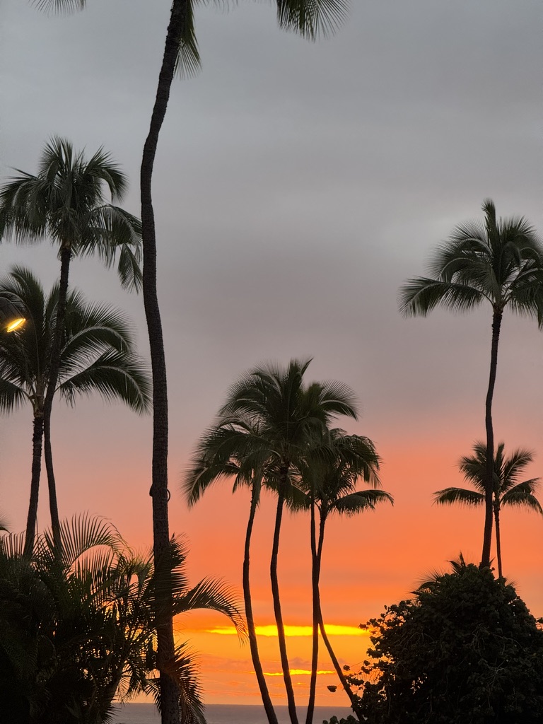 Palm silhouettes against an orange-sherbet sky