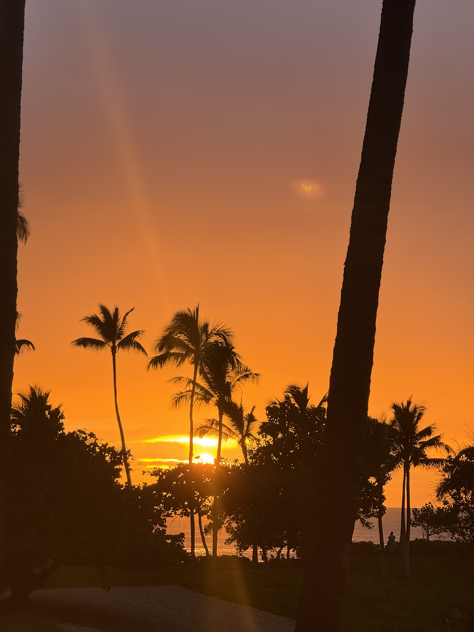 Palms in silhouette against a fiery low sun, bright orange band along the horizon