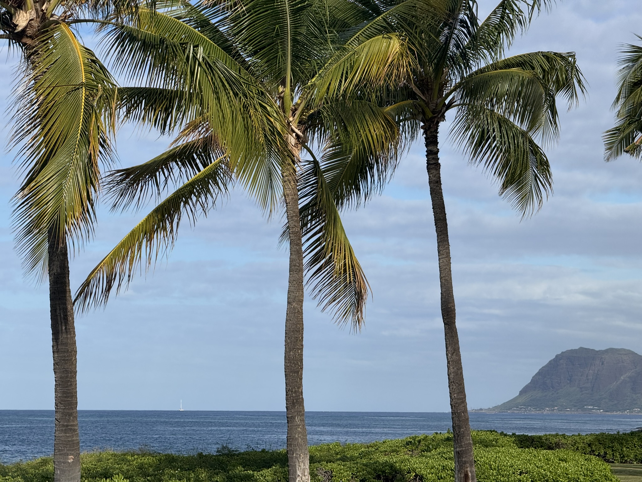 Three palms framing the ocean and a distant headland