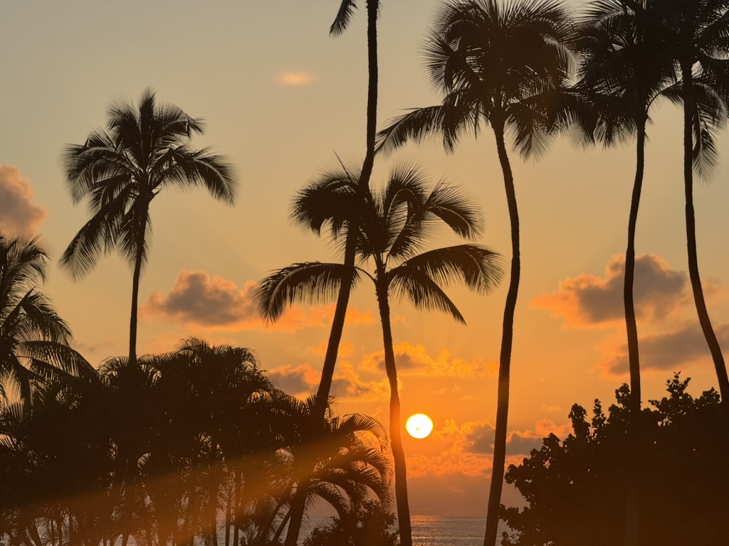 Palm silhouettes with the sun setting low and orange behind them