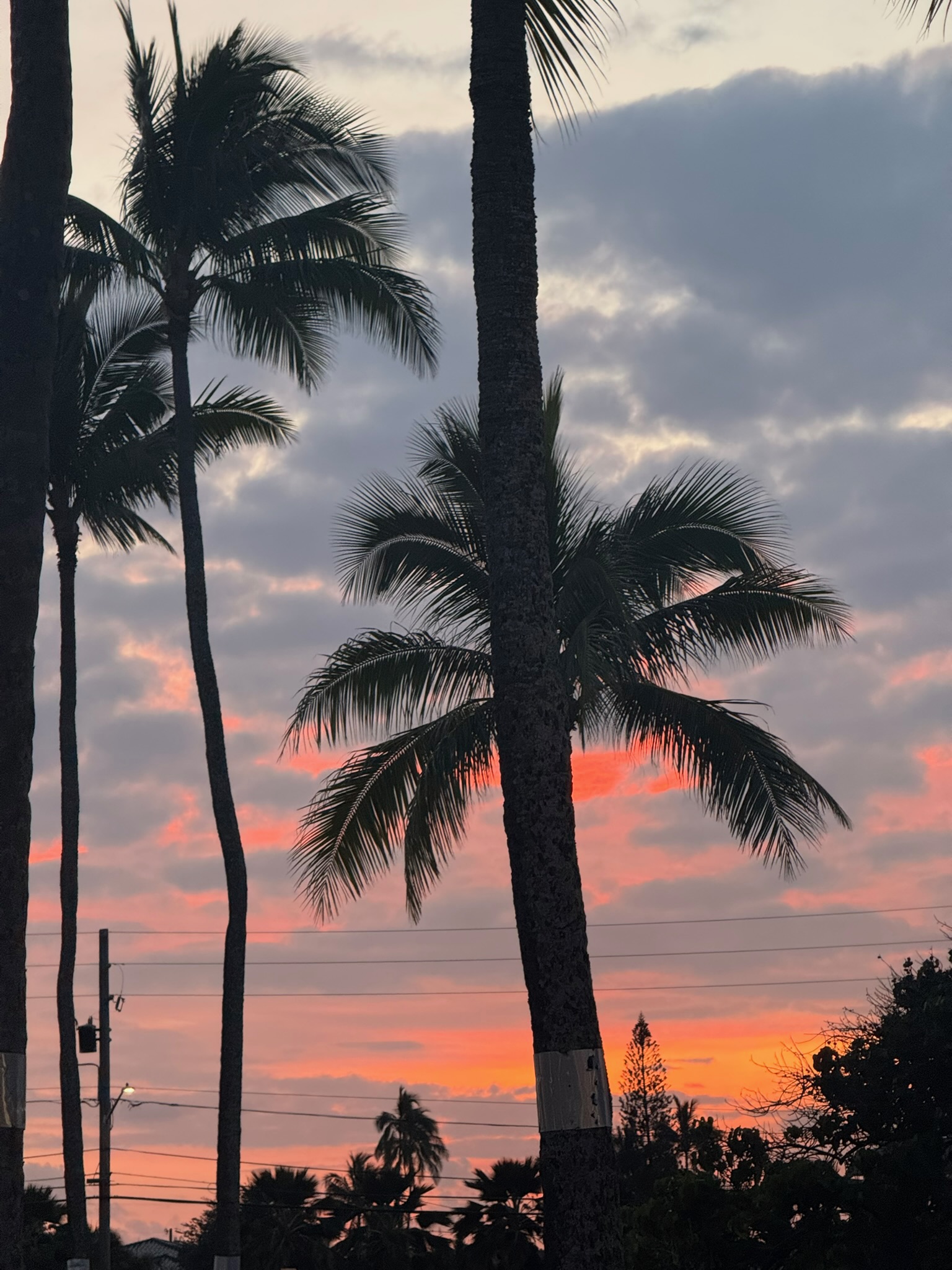 Two tall palms against a cloud-streaked pink-and-orange sky just after sundown