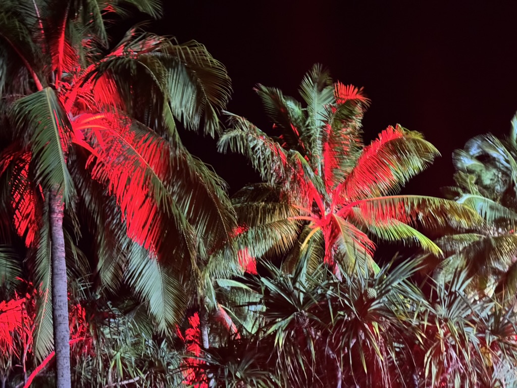Palm fronds drenched in the red of a stage wash light