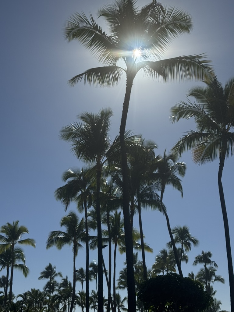 Tall palms with the sun bursting through the fronds