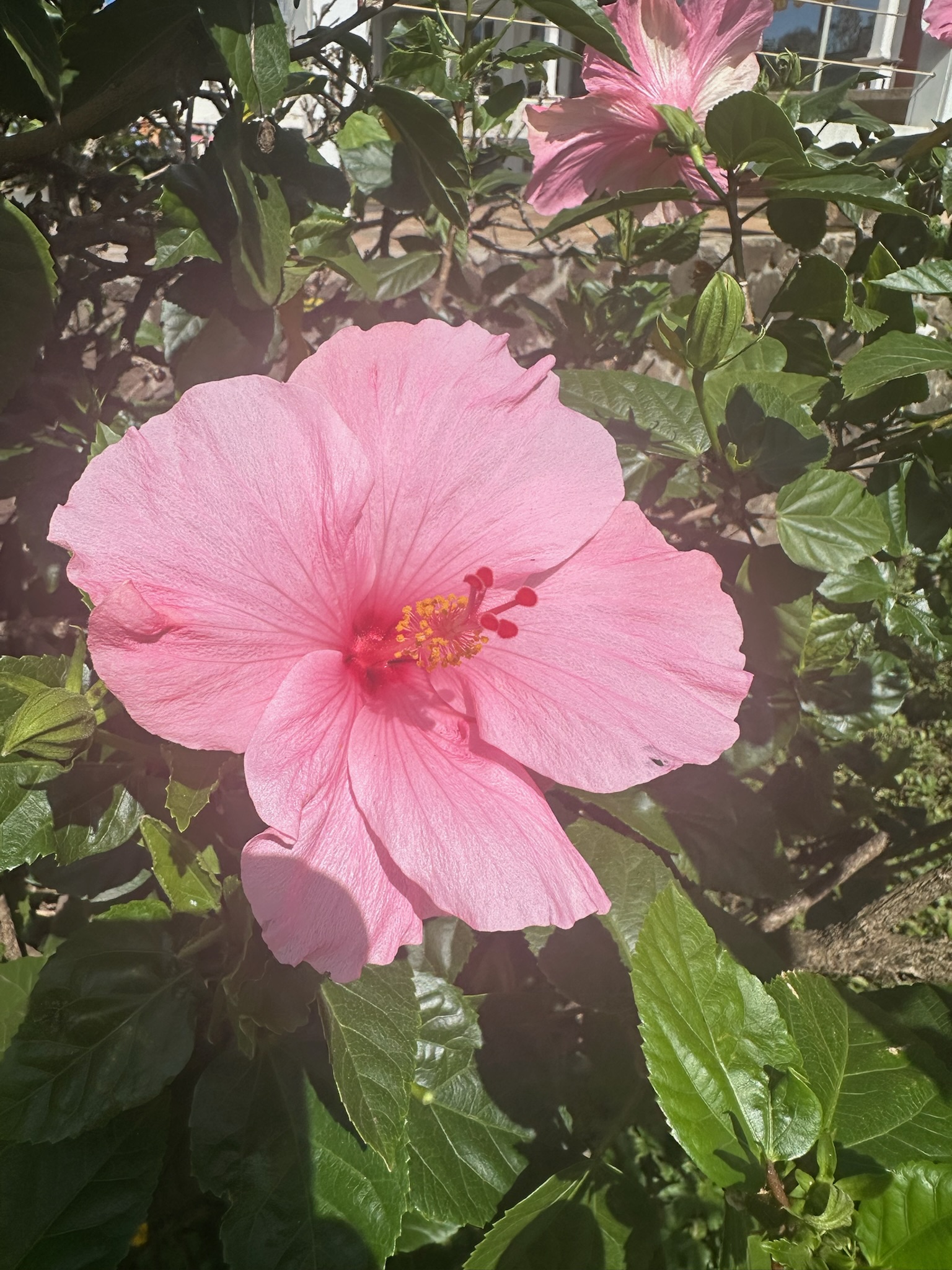 A pink hibiscus flower in bloom