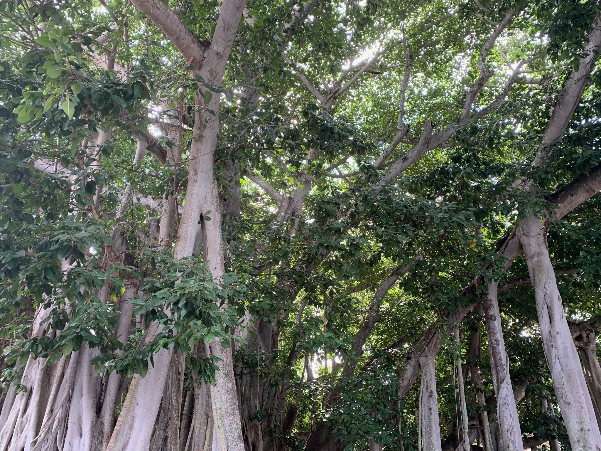 Looking up into the dense canopy and aerial roots of a giant banyan tree