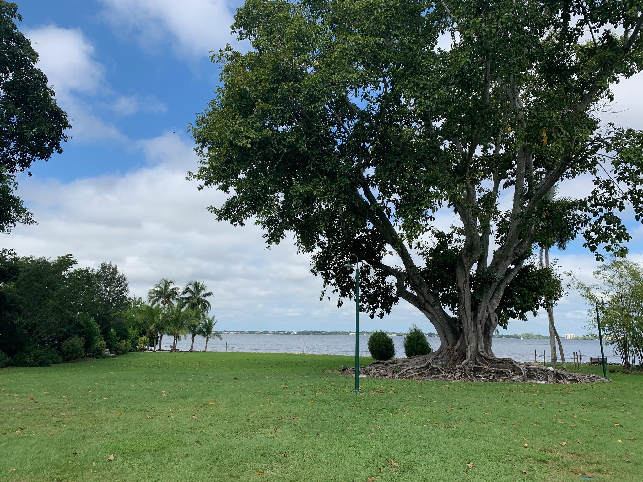 A large banyan tree on a lawn at a river's edge under a blue sky