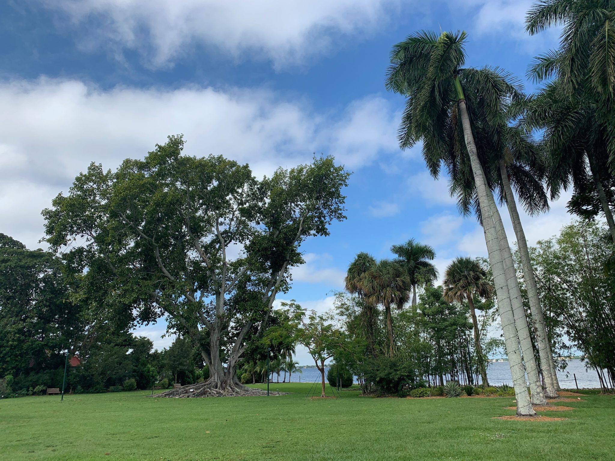 Royal palms and a spreading fig tree on a lawn running down to a wide river