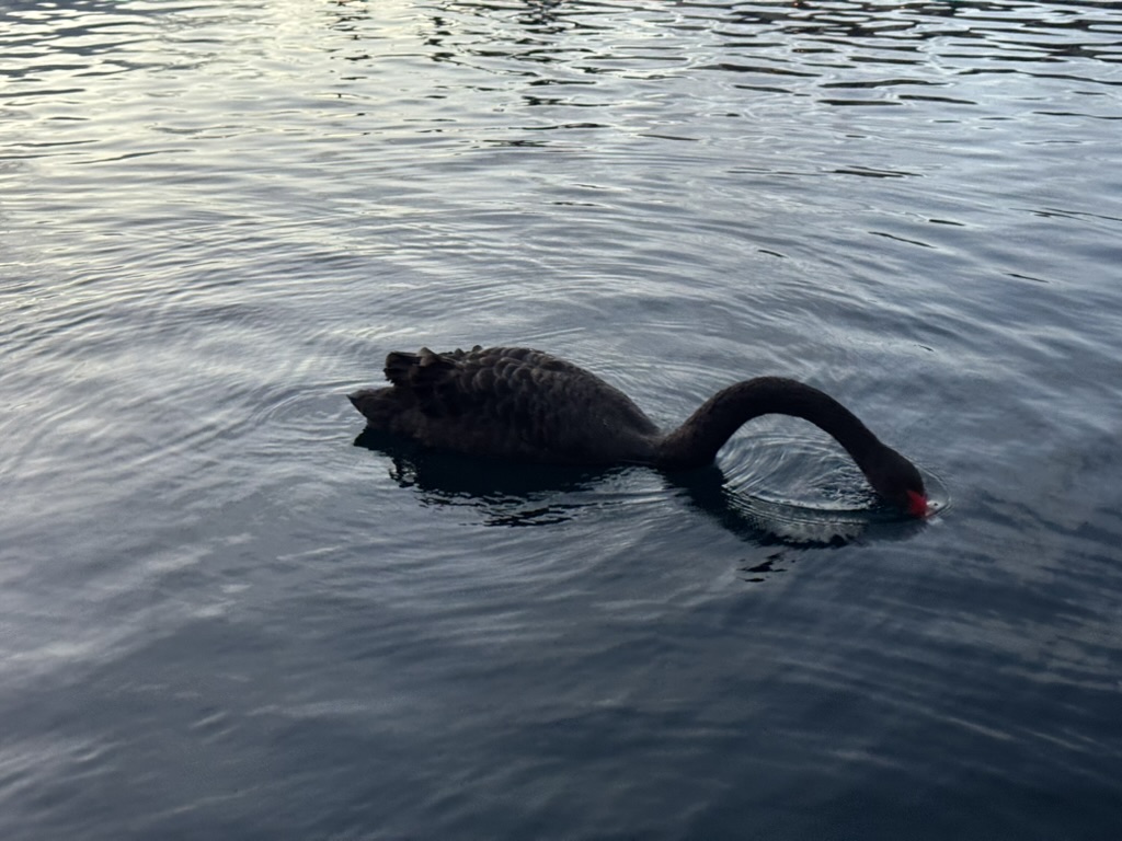 The same swan dipping its head to feed, ripples in the calm water
