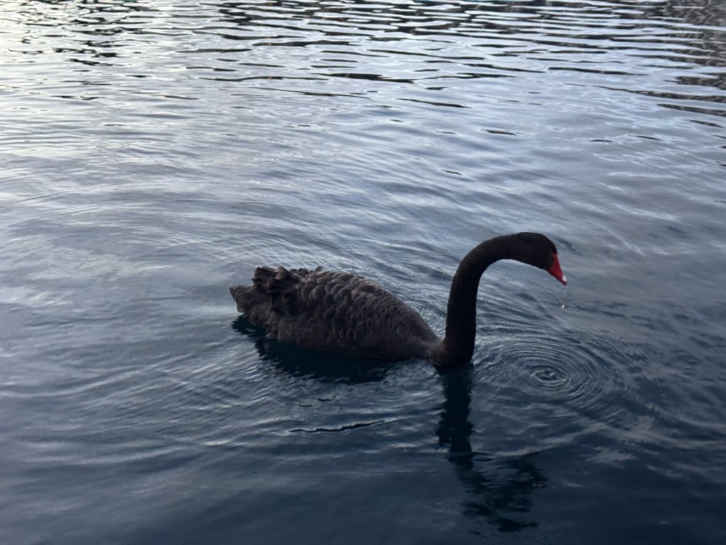 Black swan with a bright red beak gliding on the resort lagoon