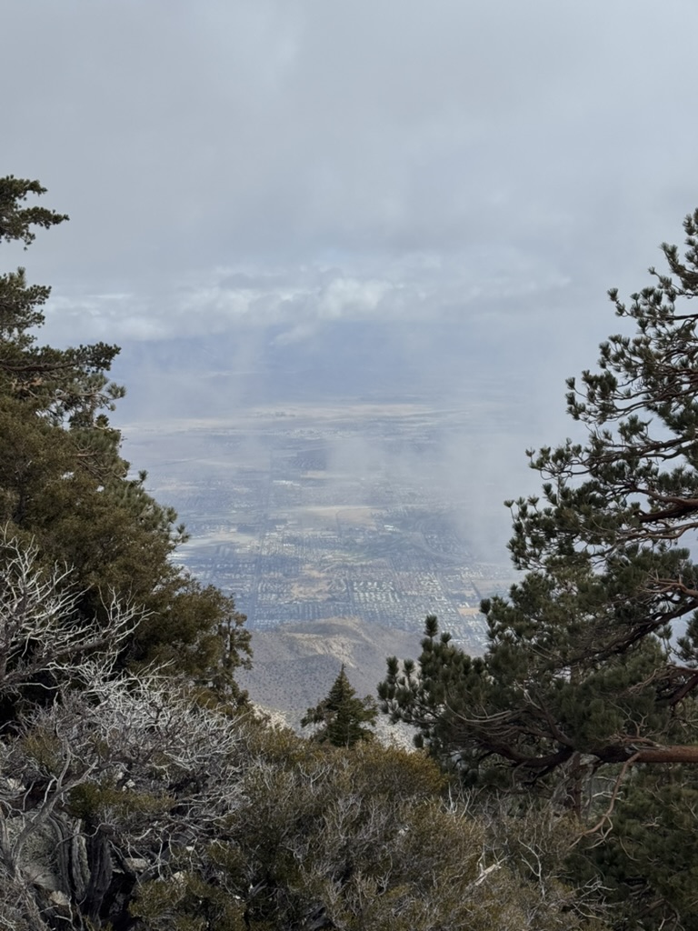 The Coachella Valley framed through a window between pine branches
